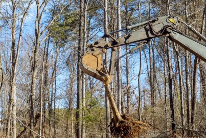 Stump Removal and Grinding